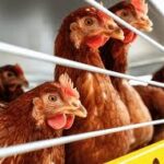 Top Benefits of Free-Range Layer Chickens