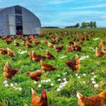 Why Improved Kienyeji Chickens Are Perfect for Free-Range Farming