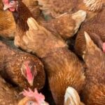 How to Start a Profitable Broiler Chicken Farm in Kenya