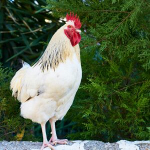 Free Range Chicken