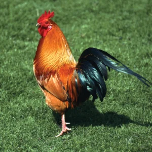 Broiler Chicken(Fluffy)