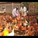 Top 10 Tips for Raising Healthy Free-Range Chickens